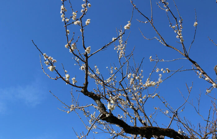 「梅花」西尾 弘IMG_6578