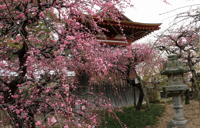 「梅花」西尾 弘IMG_2336