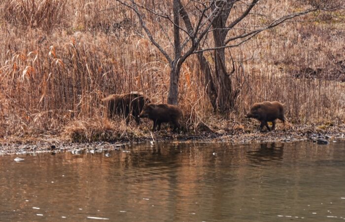 「猪親子」 吉岡 嘉之_DSC00400jpgCRawEditT_R