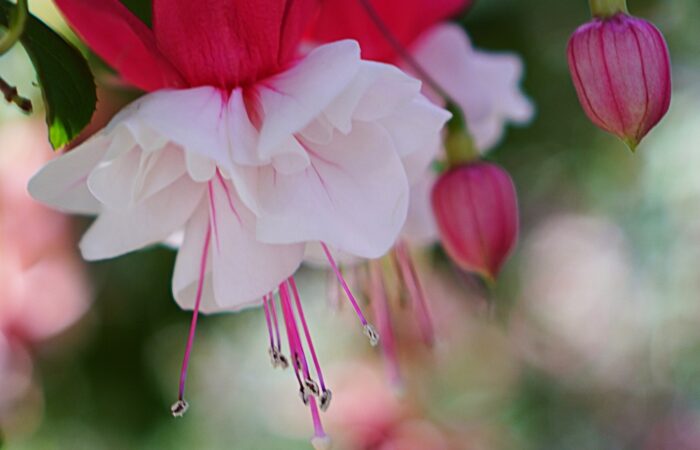 「花」 辻 重樹-crop