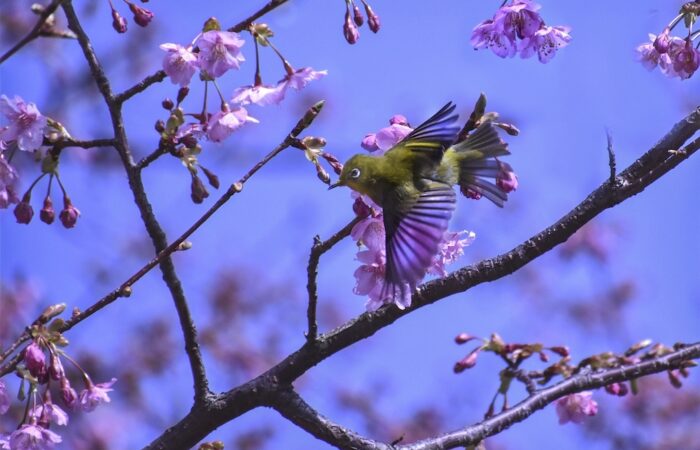 「蜜を求めて」 吉久 清春_0083_CRawEdiy(YY)_R_R-crop