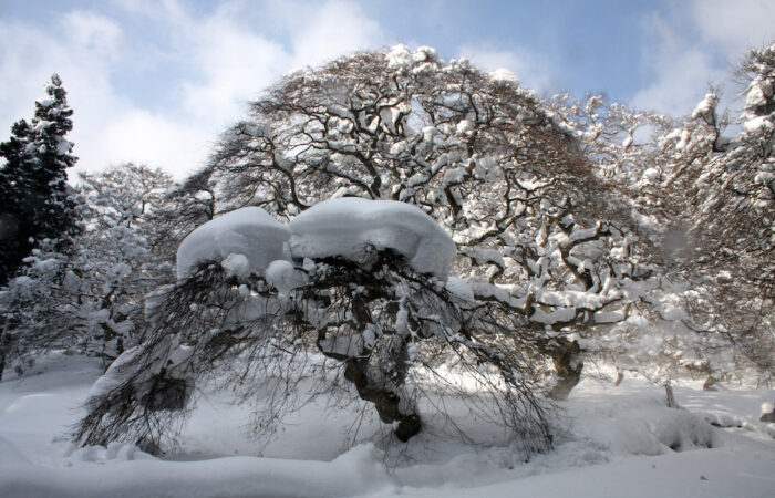「大朝のテングシデ」西尾 弘IMG_7645